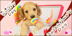 バレンタインデー・ホワイトデー