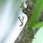 IMG_7542w