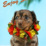 summer_card2w